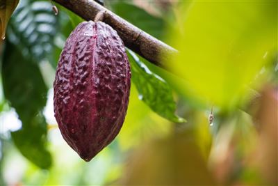 Costa Rica